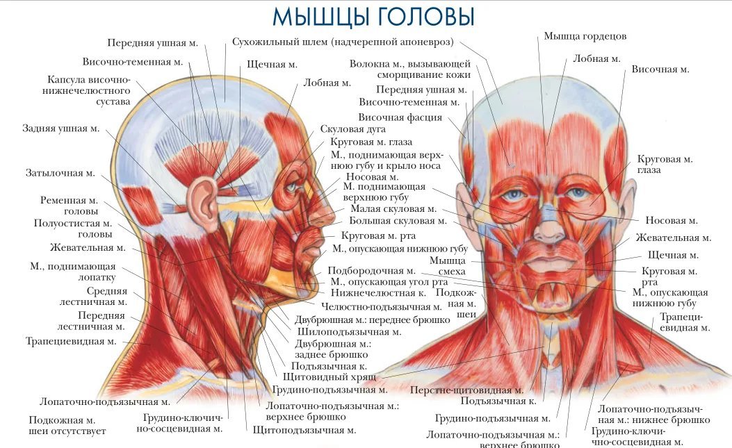 Органы головы человека. Мимические мышцы лица анатомия вид сбоку. Мышцы шеи сзади анатомия затылок. Мышцы головы вид сбоку. Мимические мышцы лица вид спереди.