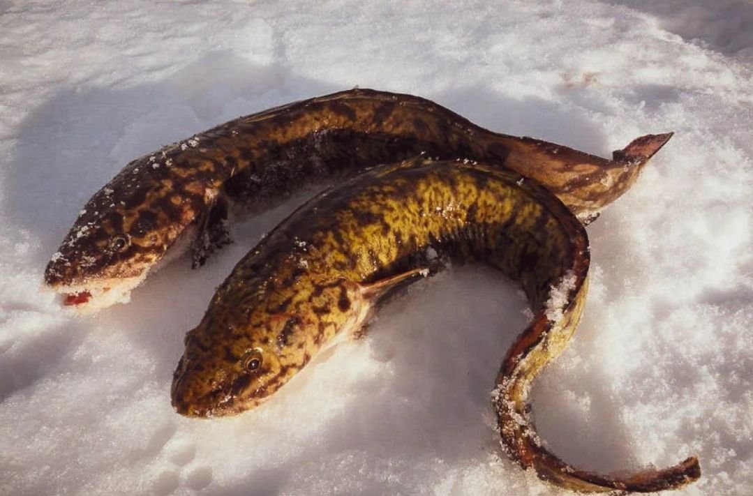 Налим фото рыба. Налим Сибирский. Налим Амурский. Налим рыба Сибирский. Налим на 25 кг.