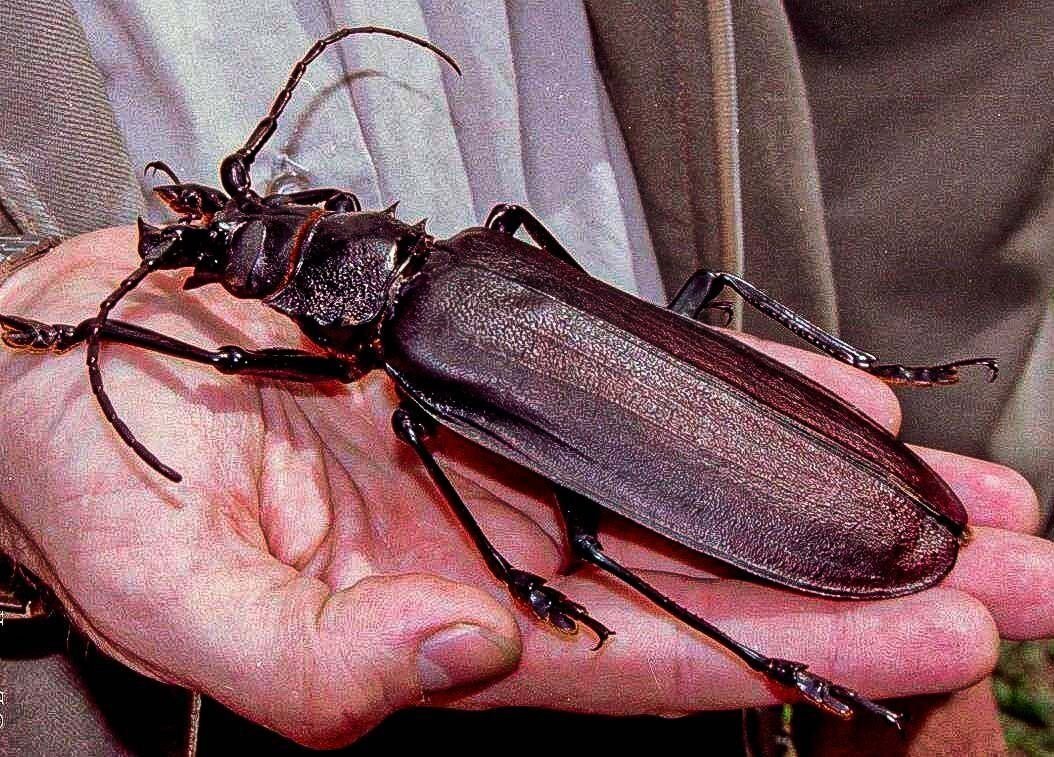самой большой жук в мире
