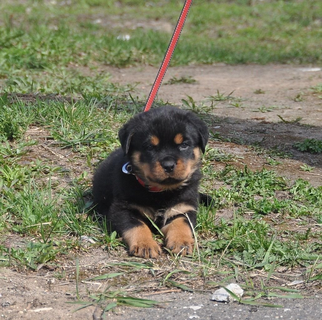 Малховер собака фото