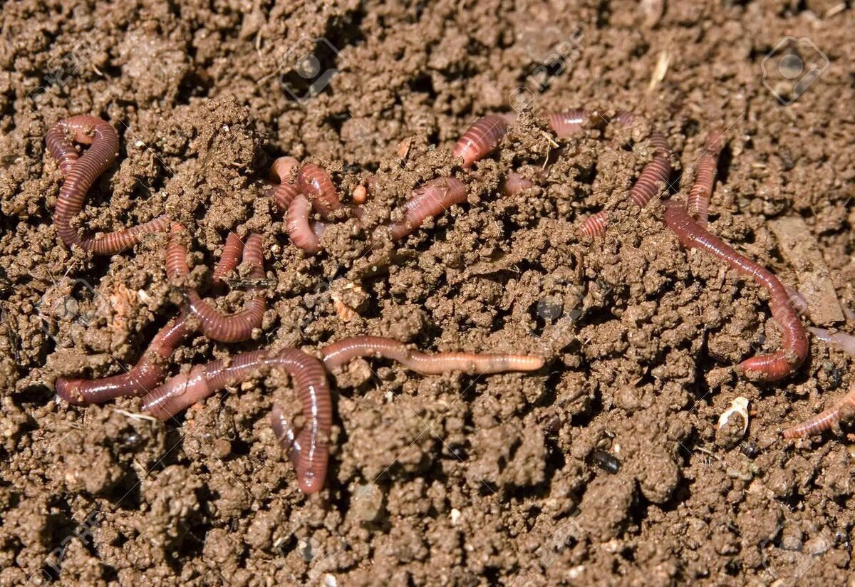 Почвообразование черви. Дождевые черви среда обитания. Дождевые черви рыхлят землю. Почвенные малощетинковые черви норки. Земляной кольчатый червь палус.