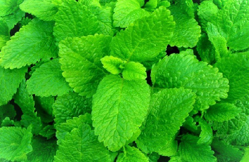 Мята Цитронелла. Lemon Balm.