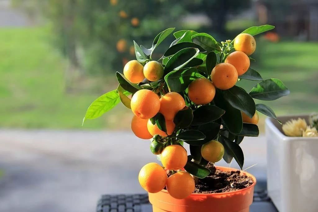 Дерево апельсина в домашних условиях фото