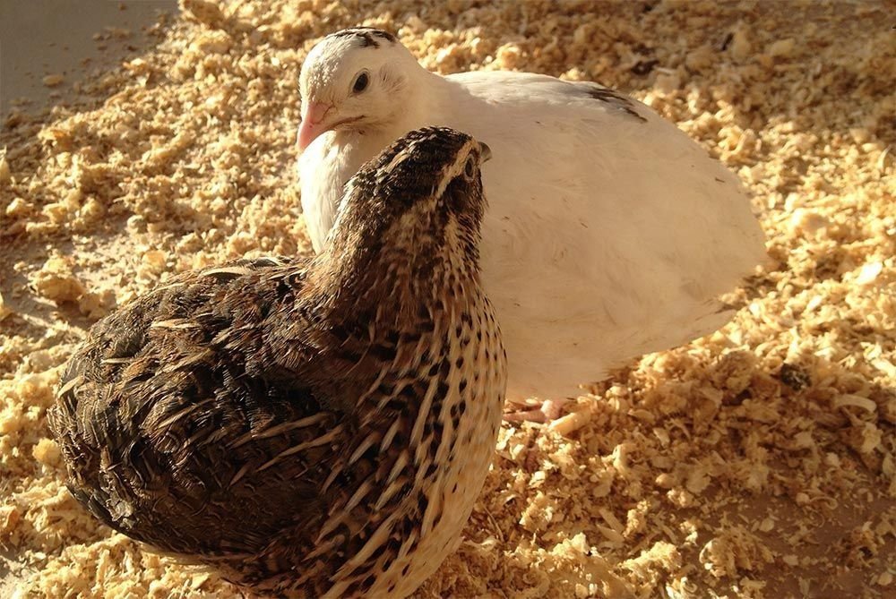 перепила несушки. голос манок на перепелок. перепелка 2. двухнедельные перепела. 2х недельные перепела техас.