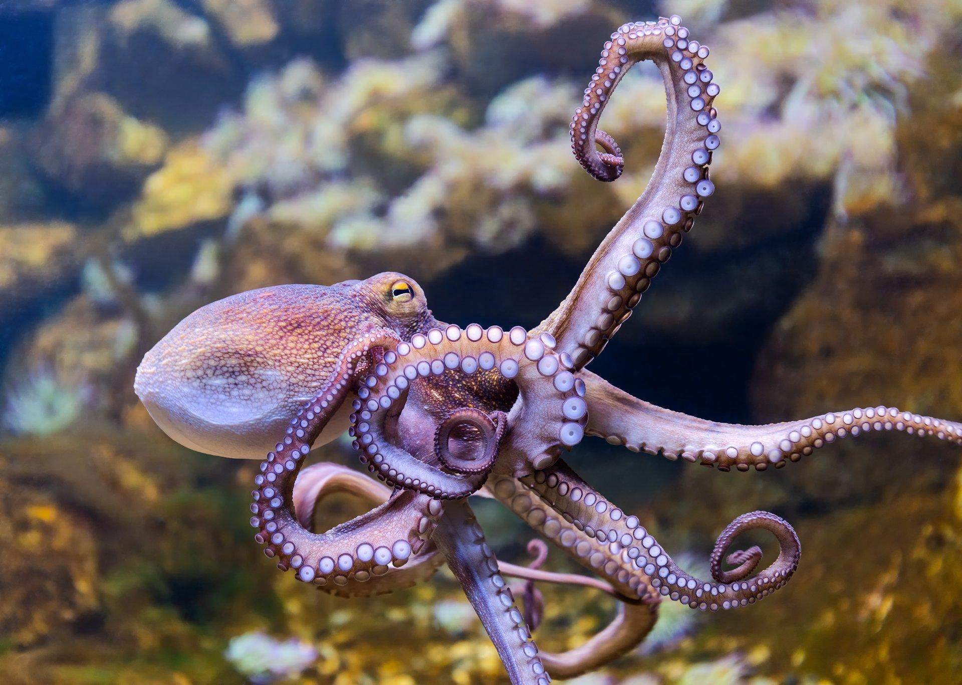 осьминог красное море