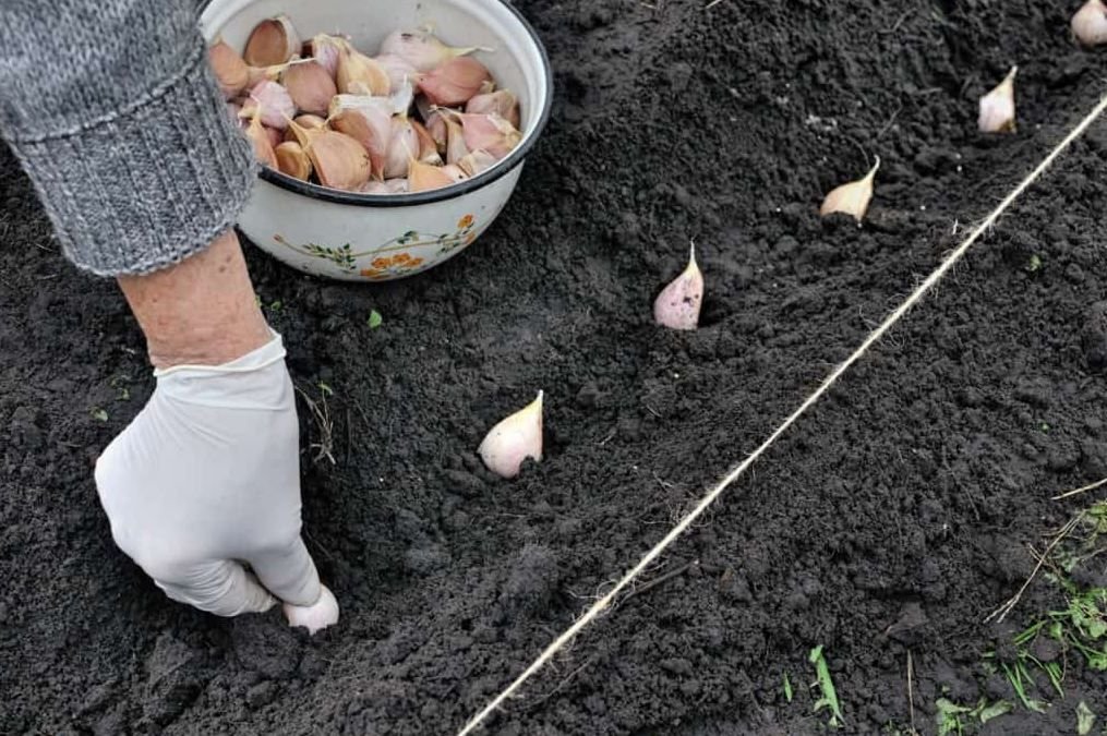 Саримсок экиш. Посадка чеснока осенью. Саримсок экиш. Можно ли посадить озимый чеснок. Посадка озимого чеснока.