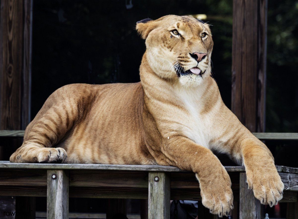 лигр геркулес и лев. лигр и тигролев геркулес. лигр гибрид. лигр геркулес самый большой тигр вес. самый большой лигр геркулес.