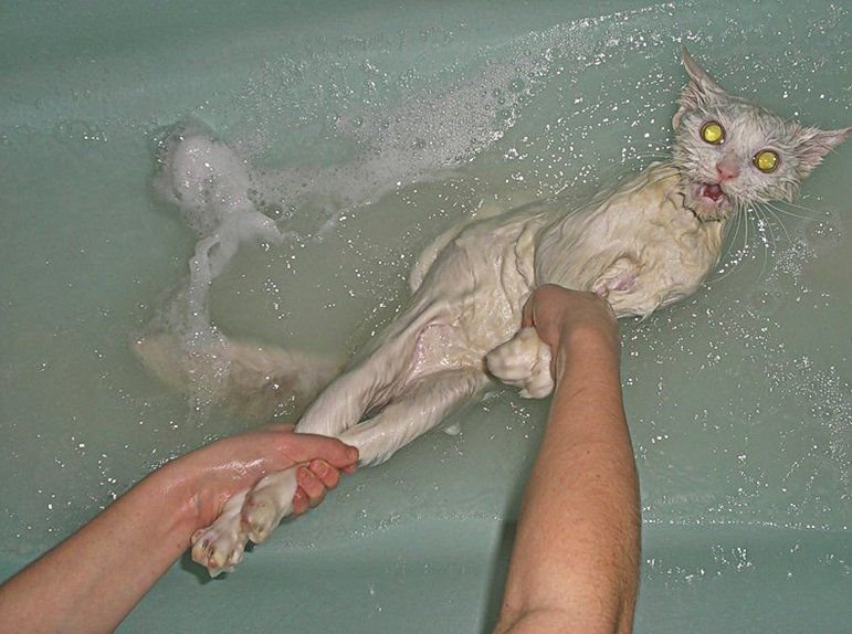 Купаться в ванной во время месячных. Кот купается. Кот в ванной. Мокрая кошка. Кошка Купае.