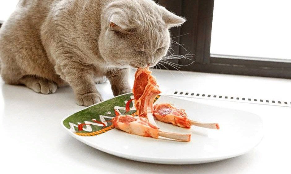 что нельзя есть кошкам список. продукты для кошек. состав куриной головы для кошек. вареный котенок. у молодого кота желтые зубы причины форум.