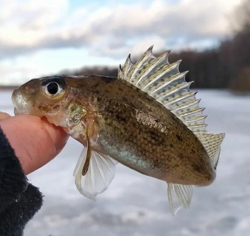 Рыба у которой есть рага