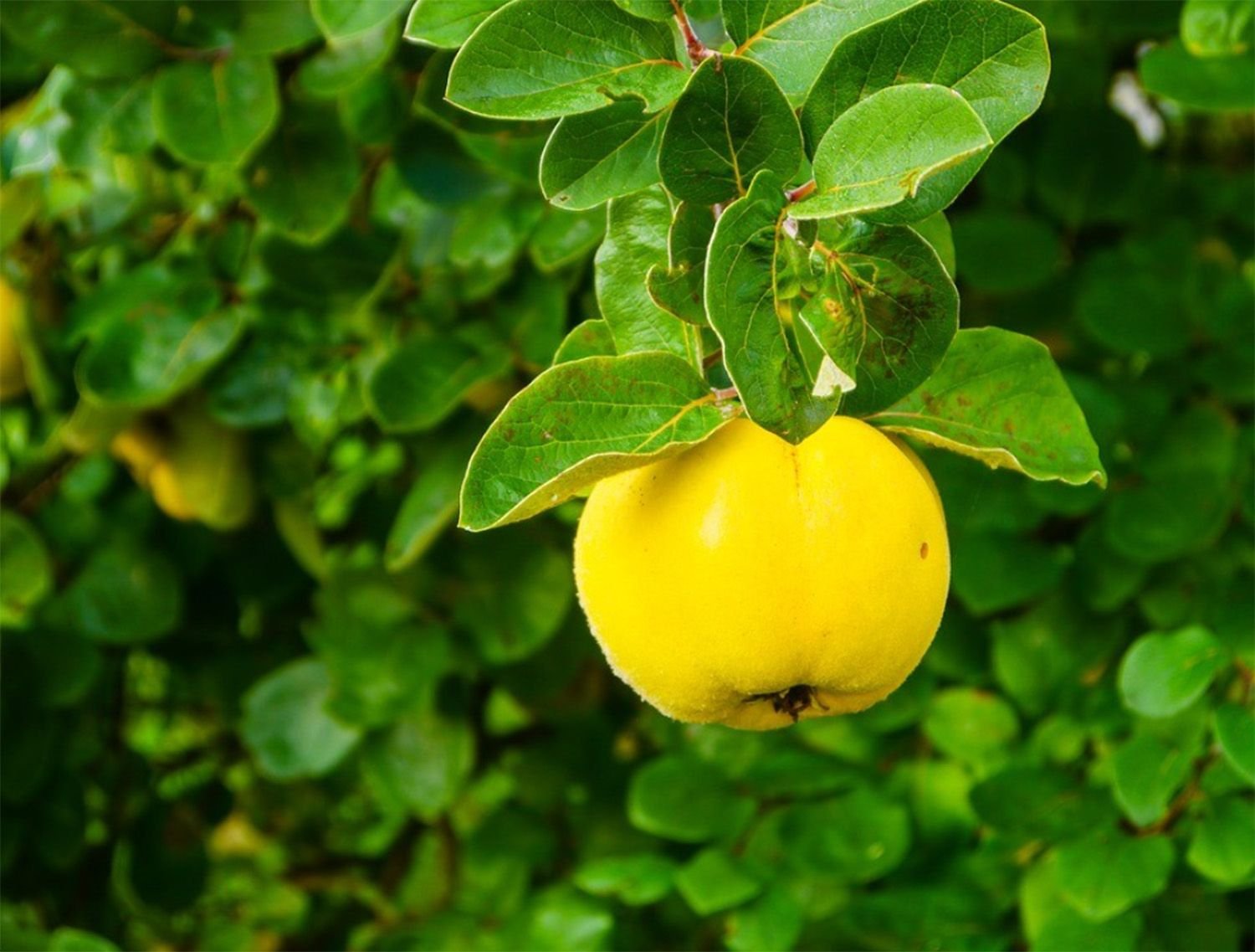 Айва яблоковидная лимонно-жёлтая медаль