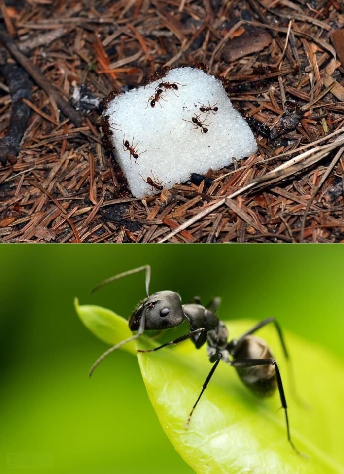 От муравьев на садовом участке фото