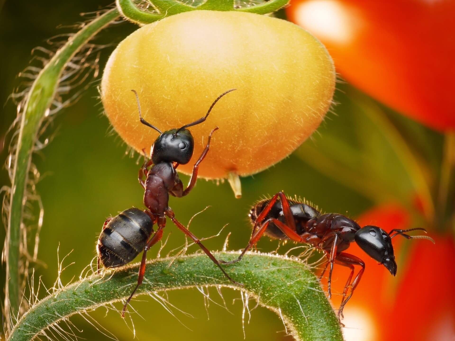 Садовые муравьи народные средства. Муравьи фуражиры. Садовые муравьи. Насекомые муравей. Муравьи на участке.