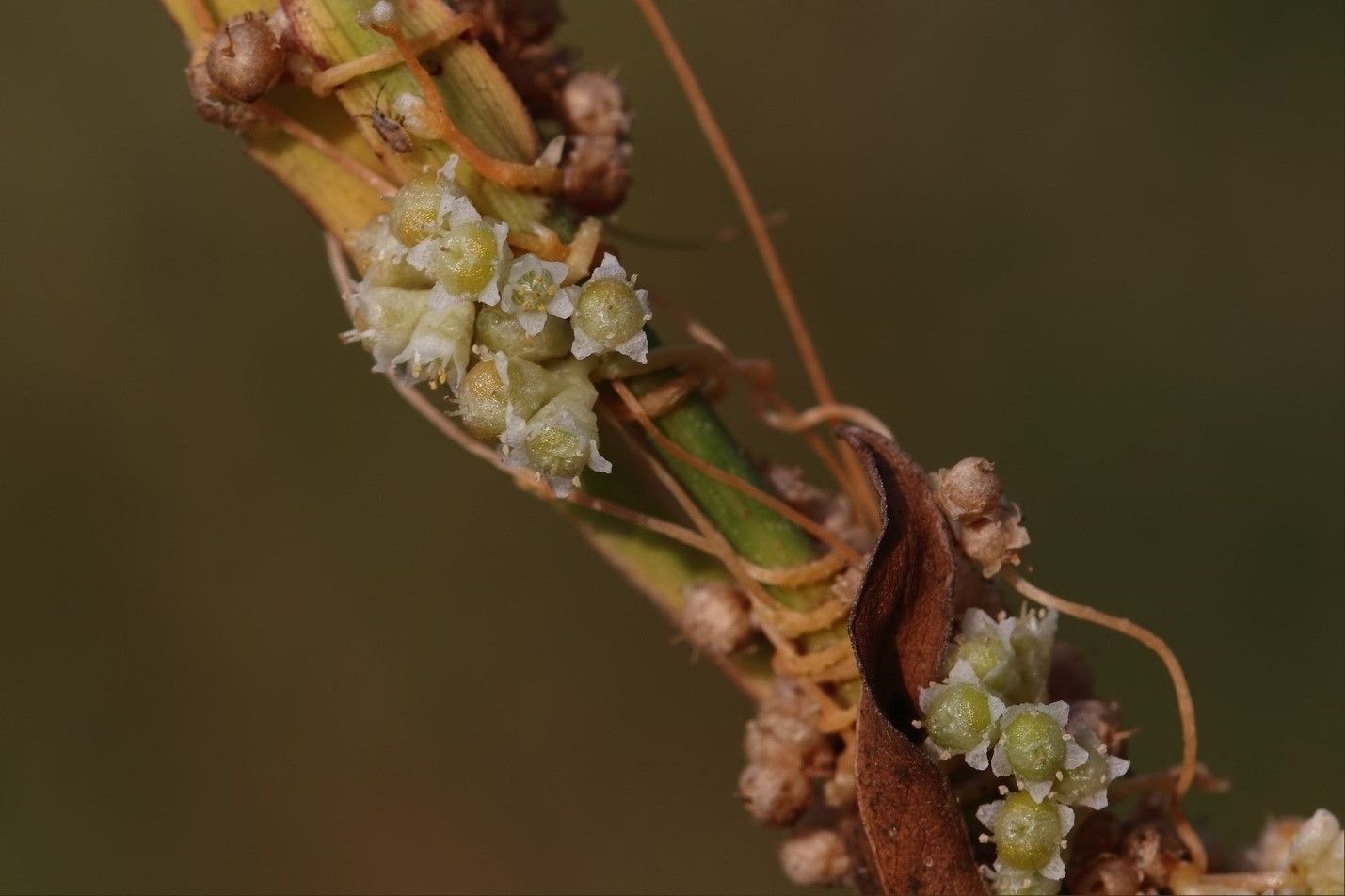 Многие паразиты растений. Повилика люцерновая. Повилика (Cuscuta). Повилика Лемана. Повилика растение паразит.