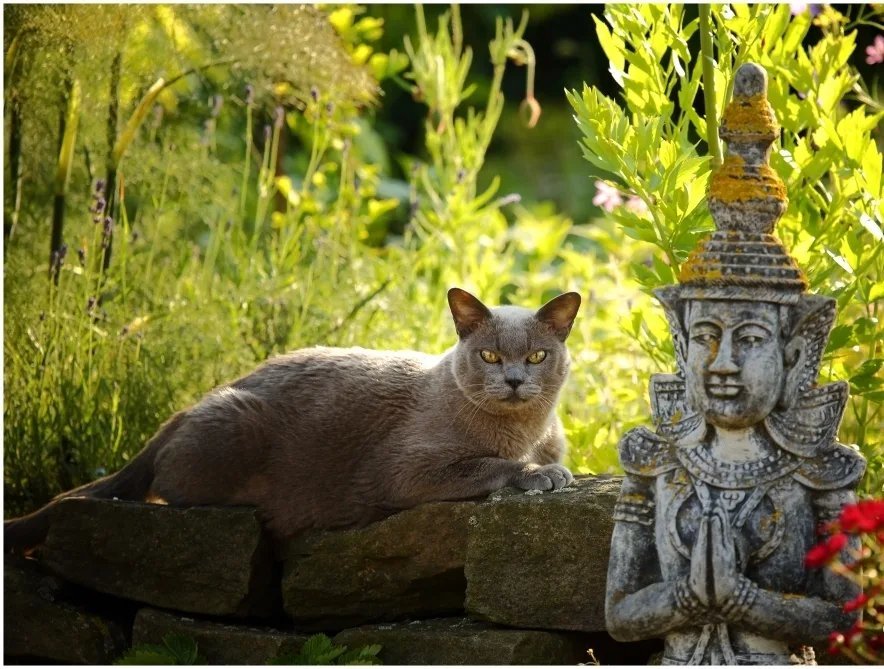 Кошки в египте на улице