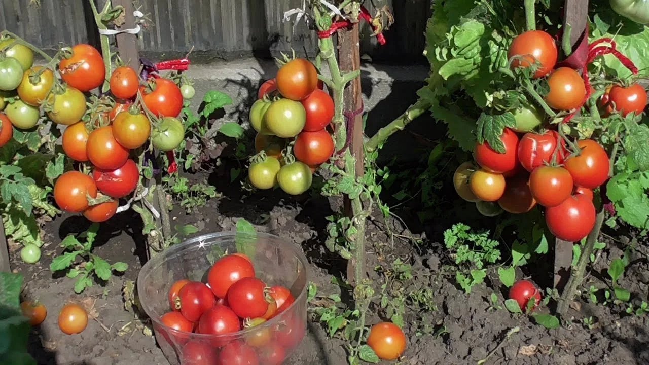 семена томат москвич. седек томат москвич. томат сорта москвичка. москвич томаты для открытого грунта фото. томат детерминантный москвич.