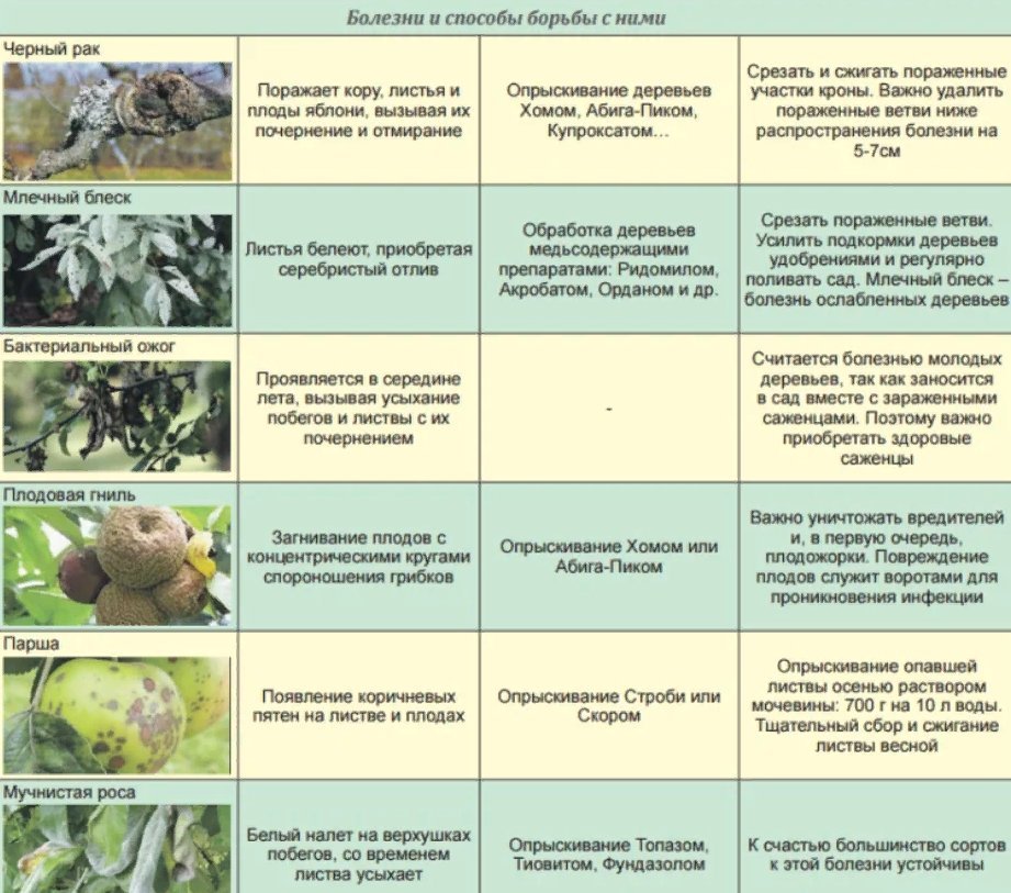 Схема обработки яблонь от болезней и вредителей