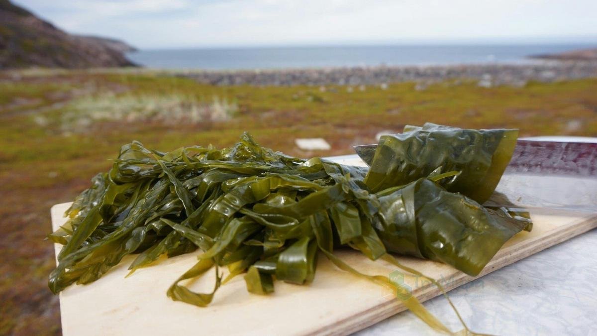 Как варить свежую морскую капусту для салата