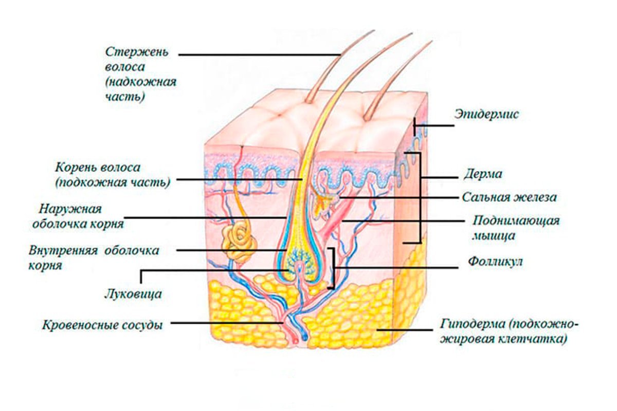 Схема волос в разрезе