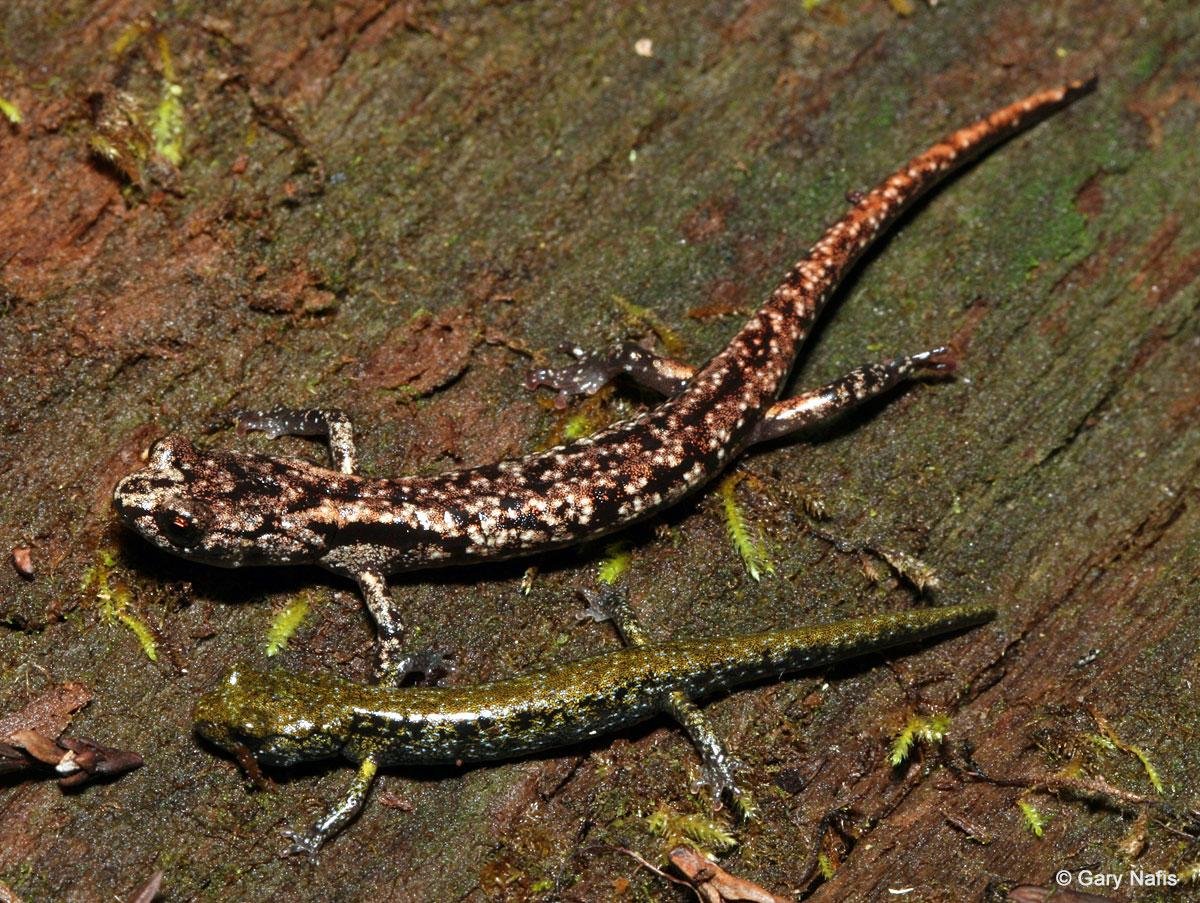 Рябая саламандра (Aneides flavipunctatus)