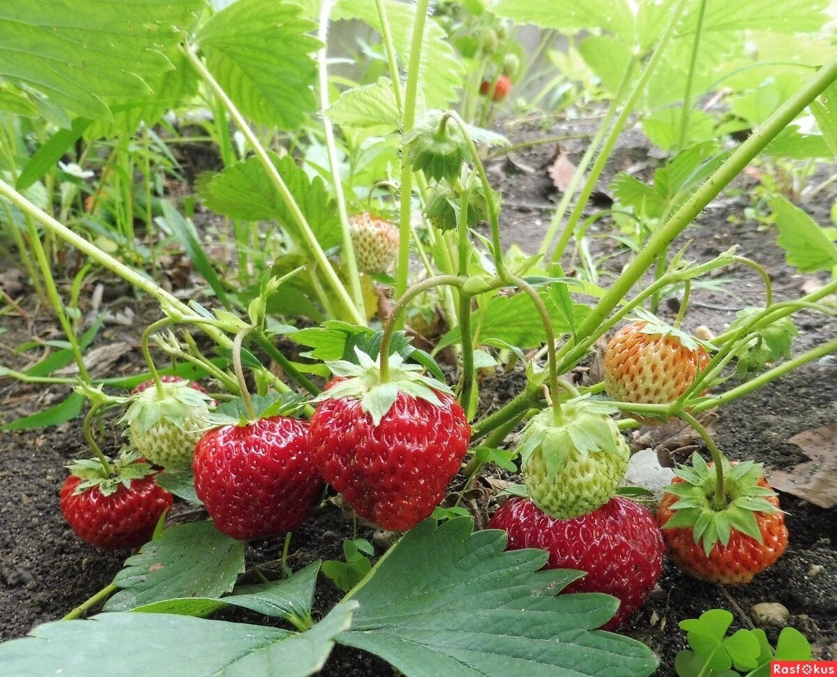 Клубника как определить женские кусты от мужских фото и описание