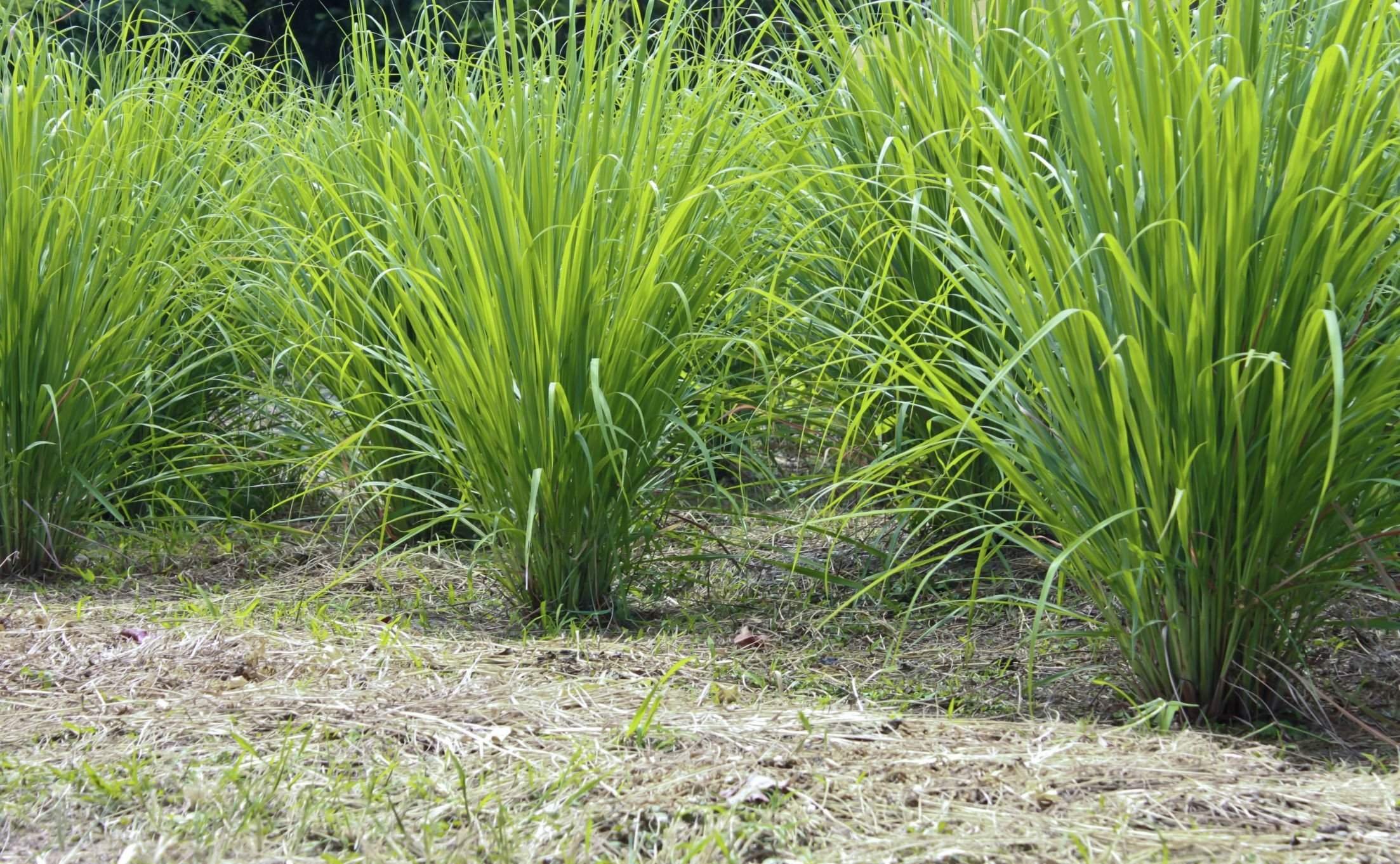 Цимбопогон. Лимонное сорго (Lemongrass). Лимонник цимбопогон. Лимонная трава Цитронелла. Цимбопогон лимонная трава.