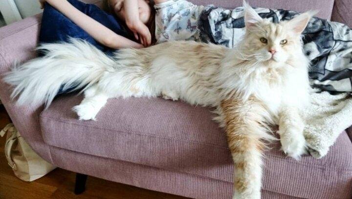 Источник изображения: Lotus The Mainecoon