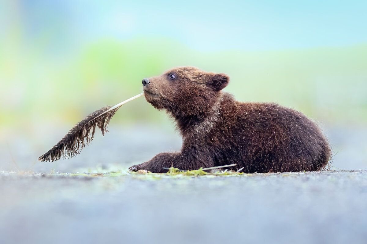 Фотоконкурс comedy Wildlife Photography Awards 2022