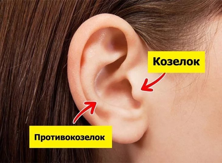 Мочка это. Козелок противокозелок. Козелок уха расположен.