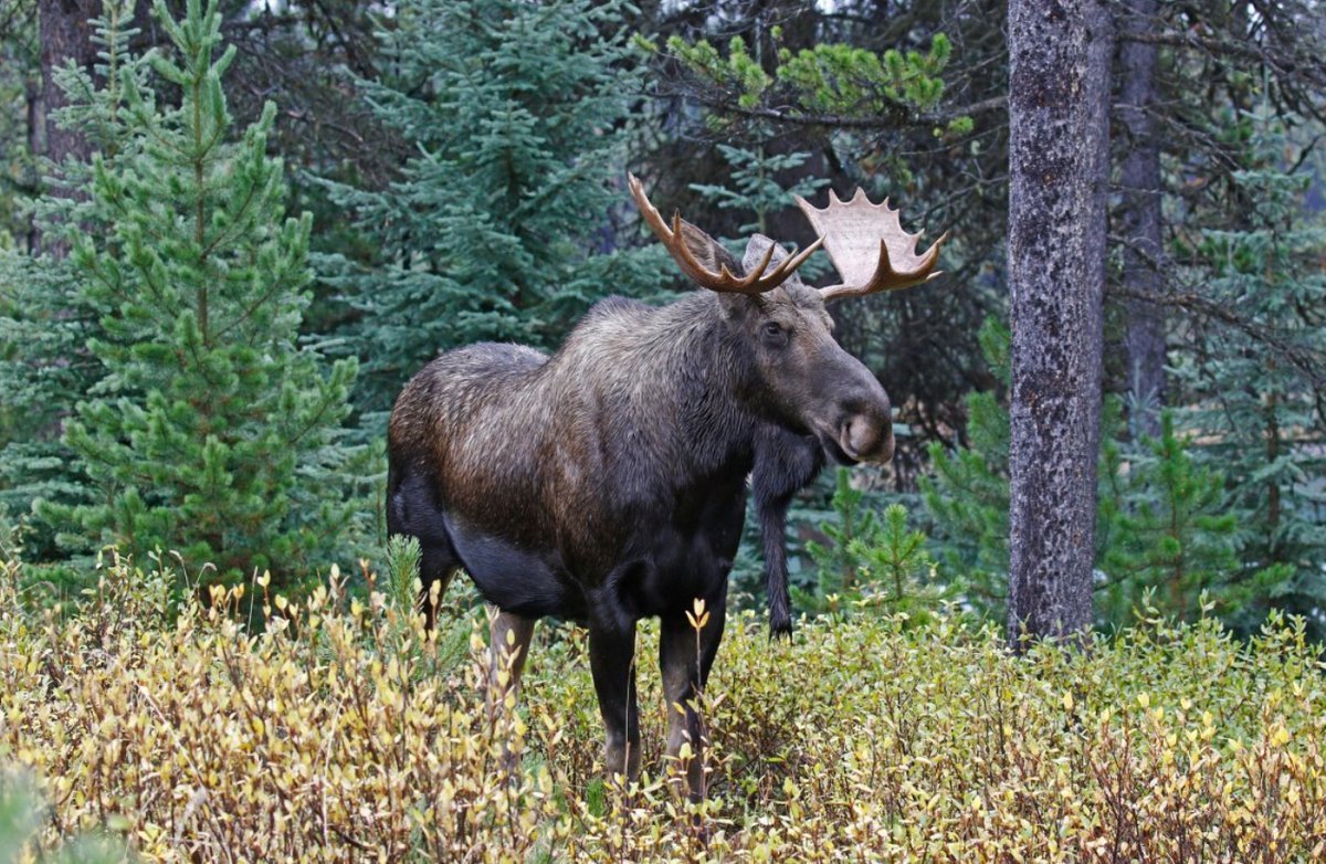 Таежные леса животные. Благородный олень широколиственные леса. Таежный лось. Алтайский заповедник лось. Таежные леса животные.