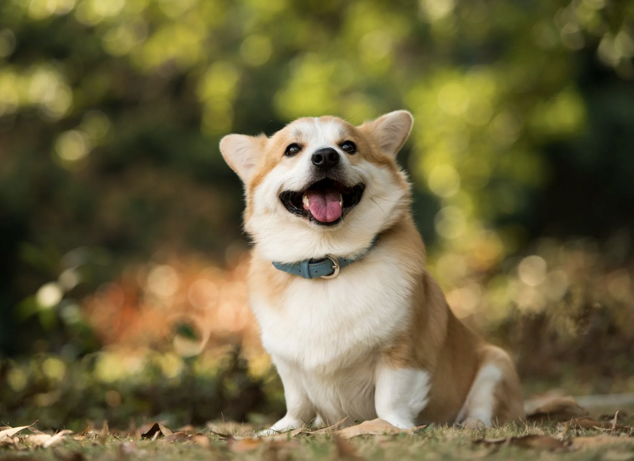 Happy dog. Собака корги. Корги улыбаки. Щенки корги улыбаки. Амстафф и корги.