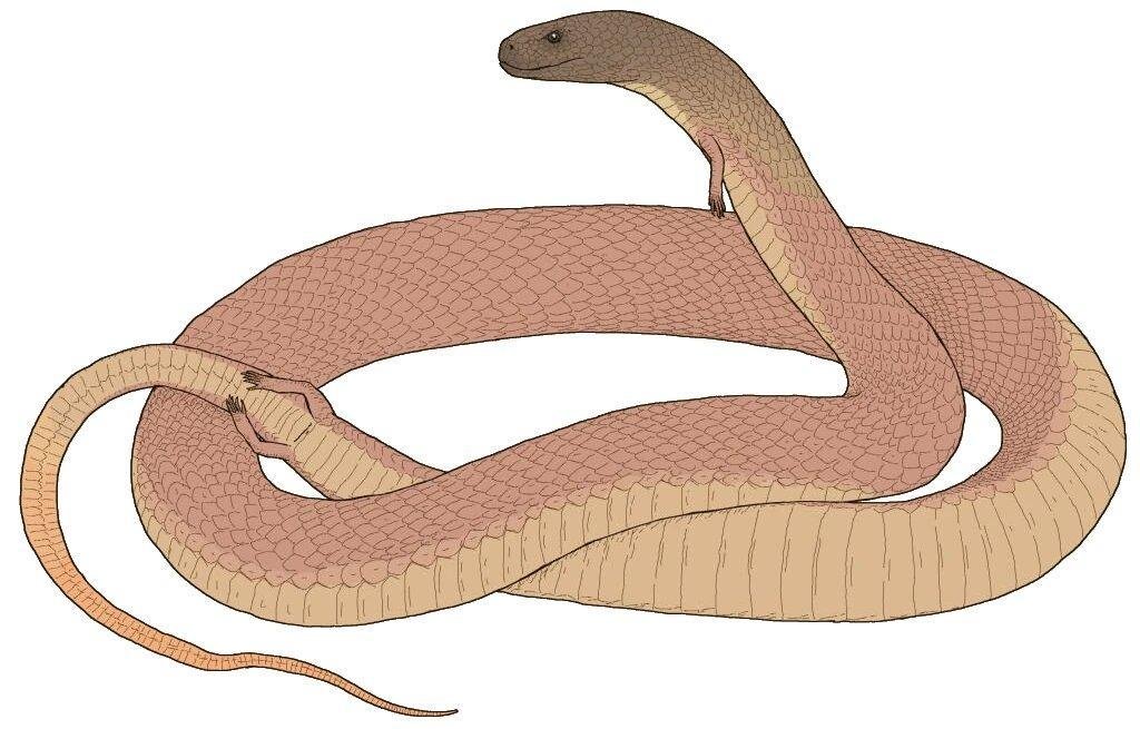 Как спариваются змеи схема. Тетраподофис. Eupodophis descouensi. Тетраподофис змея. Древняя змея пахирахис.