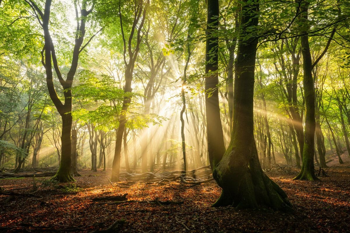 Голландия леса