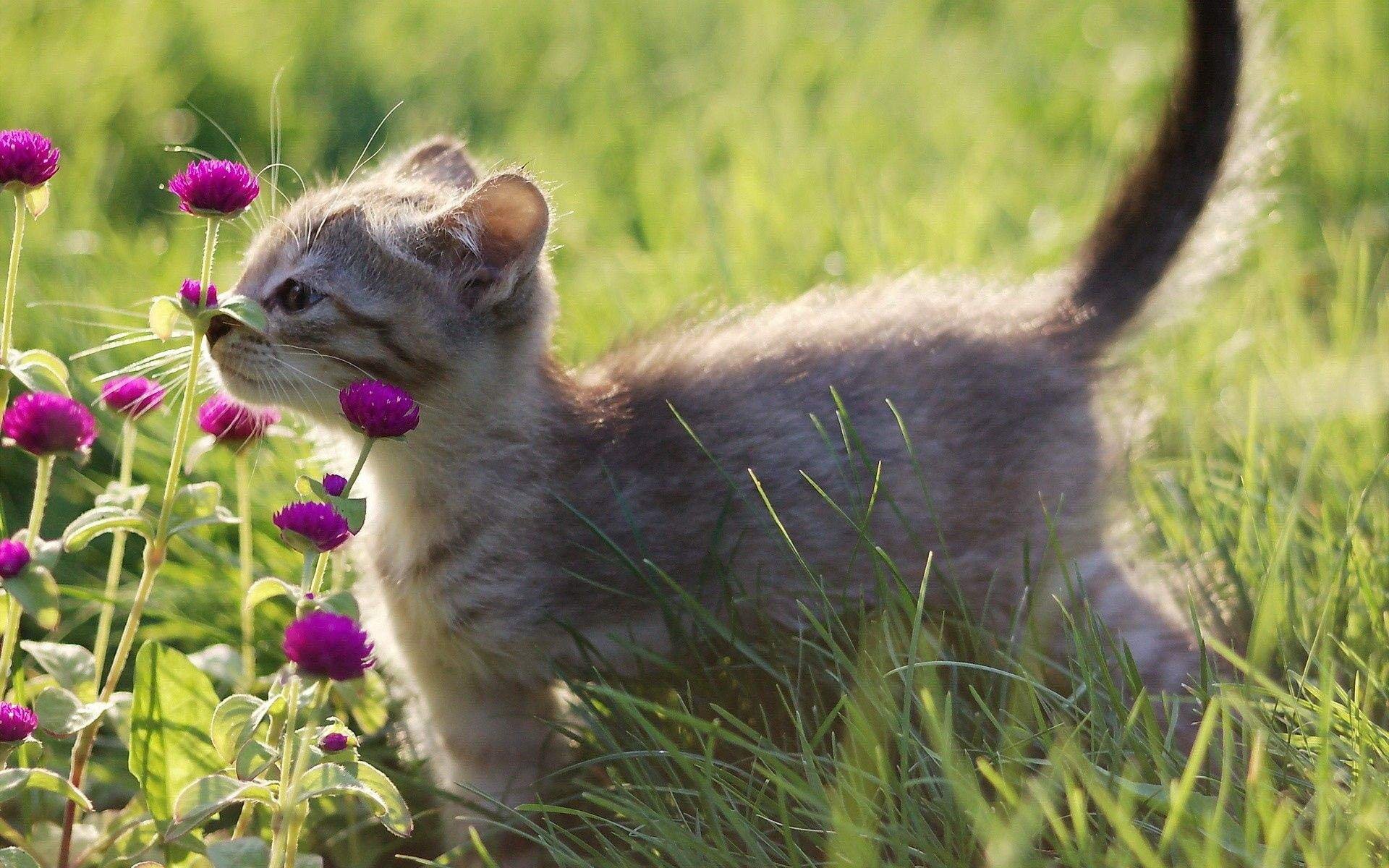 Котенок любит играть с цветами. Животные летом. Весенние котята.