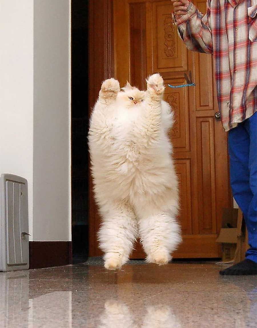Самый смешной кот в мире фото