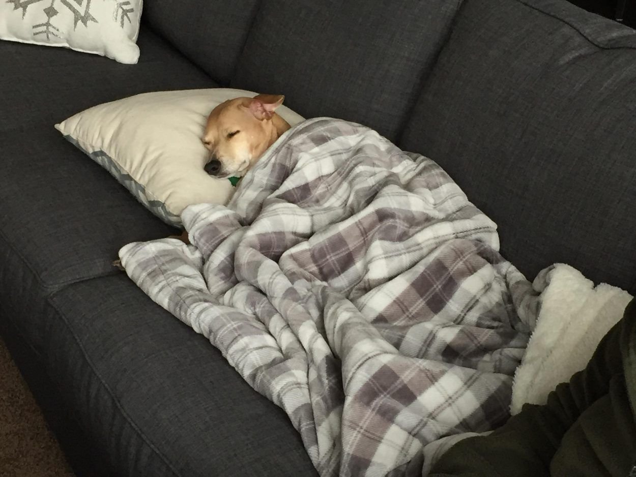 Никуда спи. Собака в одеяле. Собачка под одеялом.