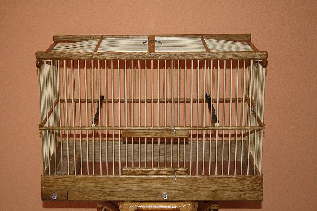 Птицы умеют считать. Содержание певчих. Содержание певчих. Содержание певчих. Австралийский певчий попугай.