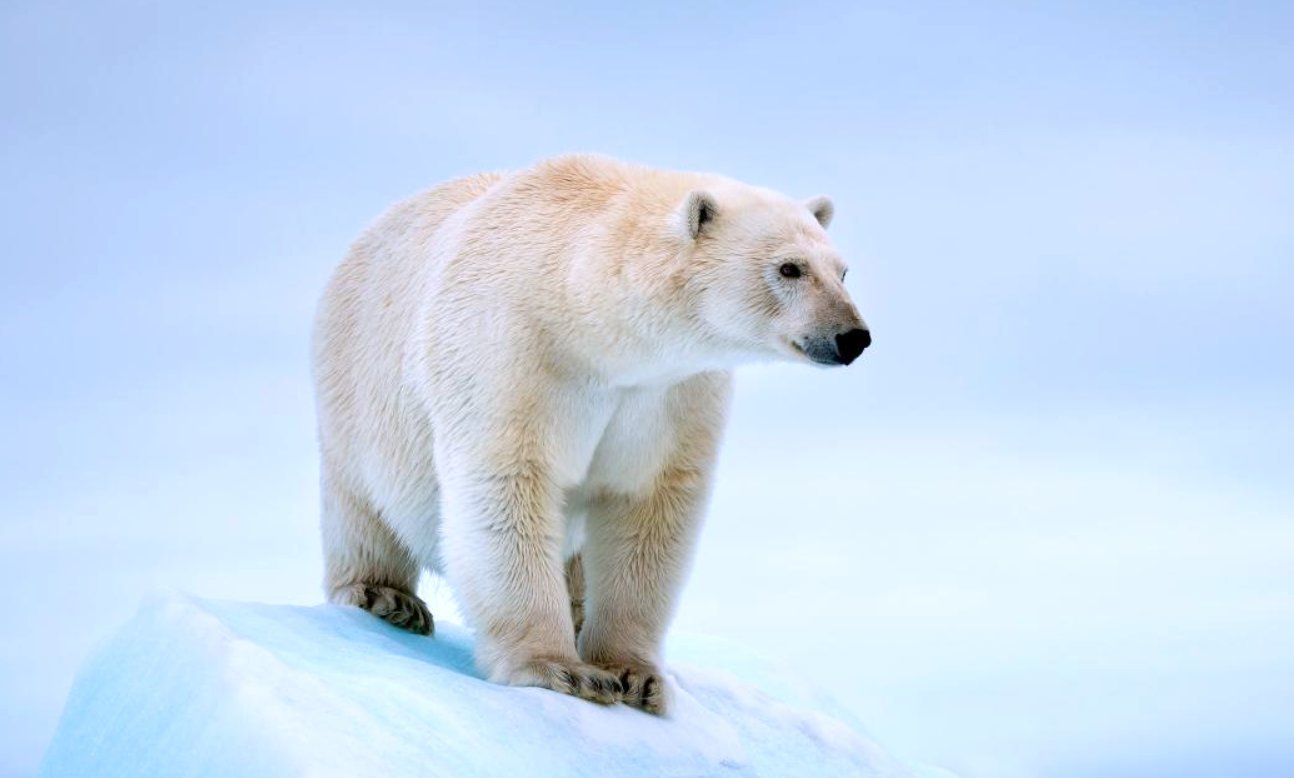 Polar Bear WWF