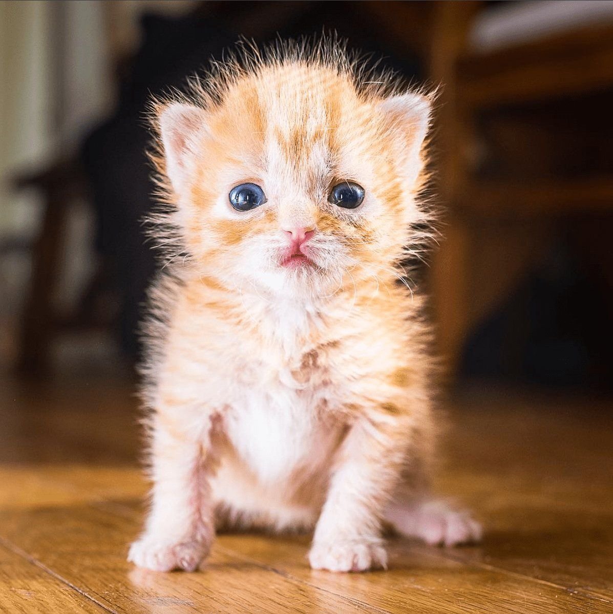 Включи малышка кот. Маленький котенок. Милые котики. Испуганный котенок. Милые котятки.