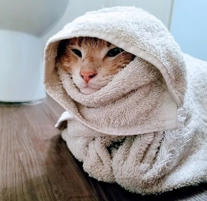 Промокнуть полотенцем. Котенок в полотенце. Кот в одеяле. Кот закутанный в плед. Котик в пледе.
