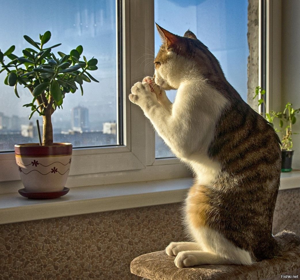 Кот на окне. Кот на окне. Кот ждет у окна. Кот ждет. Кот глядит в окно.