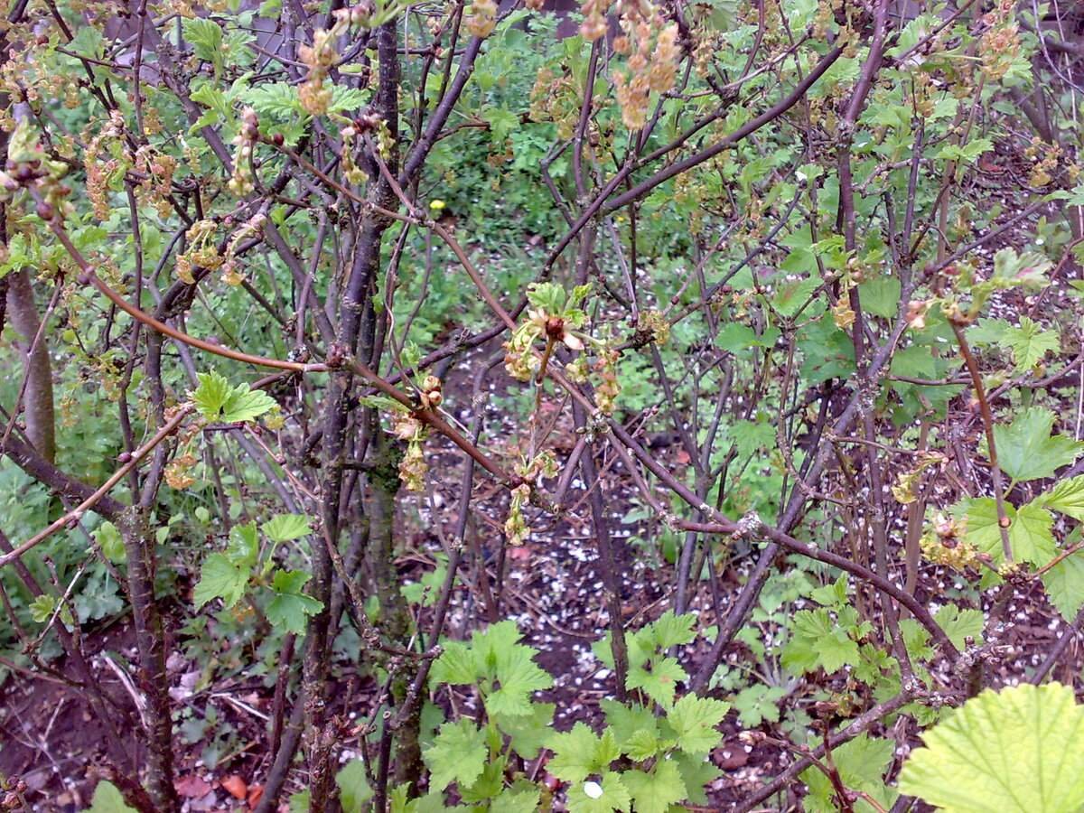 Йошта мучнистая роса. Вирусная мозаика смородины. Белая пятнистость смородины. Цитоспороз смородины. Махровость (реверсия) черной смородины.