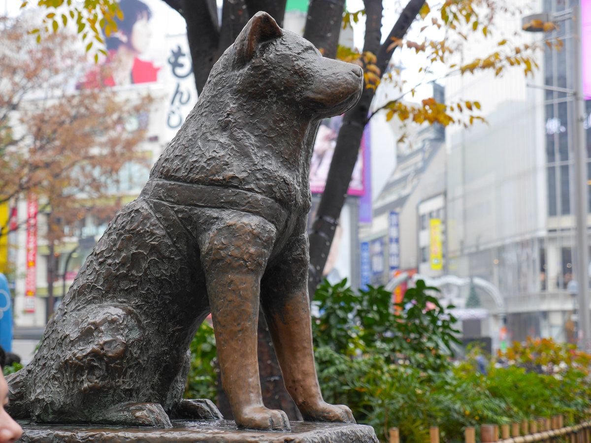 Памятник хатико в японии фото и история