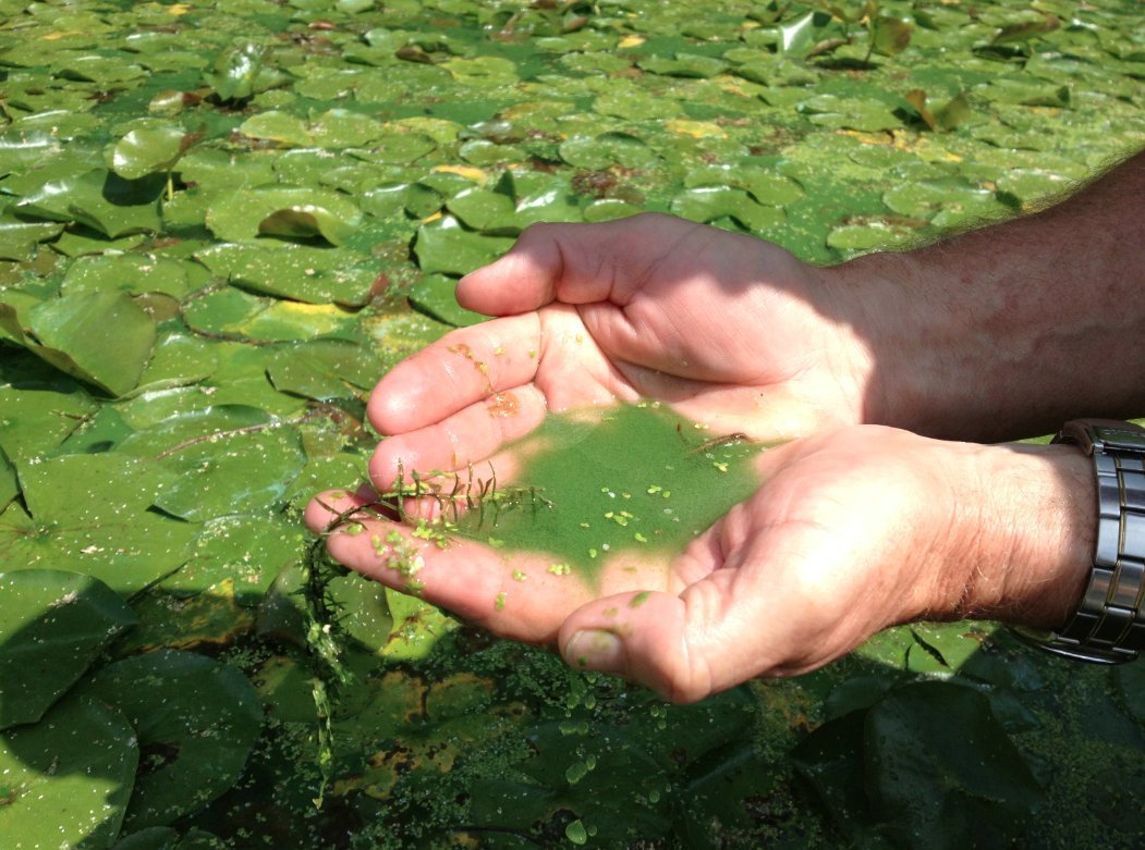 Зеленая вода в водоеме. Blue Green algae. Цианобактерии в почве. Цветение воды цианобактерии. Цианобактерии в водоеме.