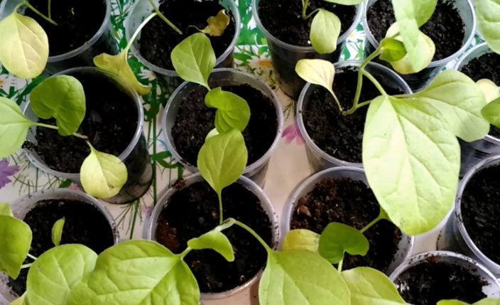 стрик рассады томатов. почему рассада желтая. пожелтела рассада томатов. почему рассада желтая. почему рассада желтая.