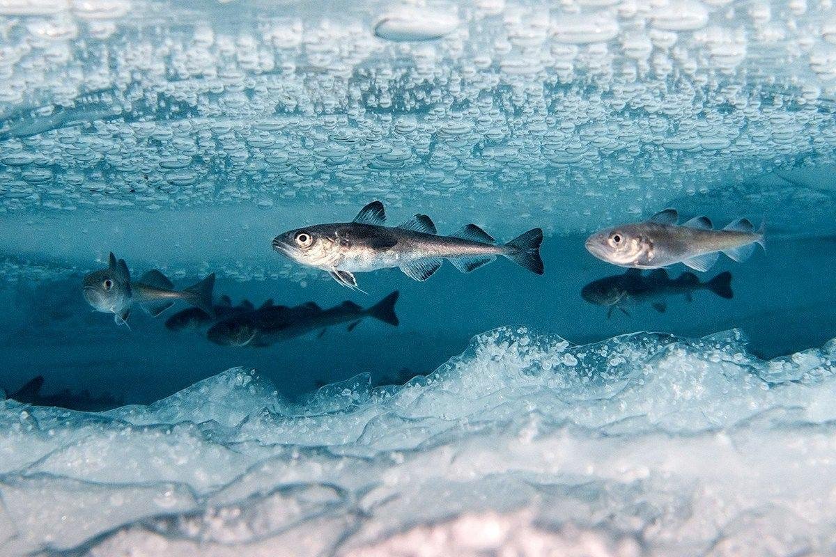 Рыбы северного океана. Полярная треска Чукотка. Рыбы Северного Ледовитого океана. Треска Северного Ледовитого океана. Арктический голец Полярная треска.