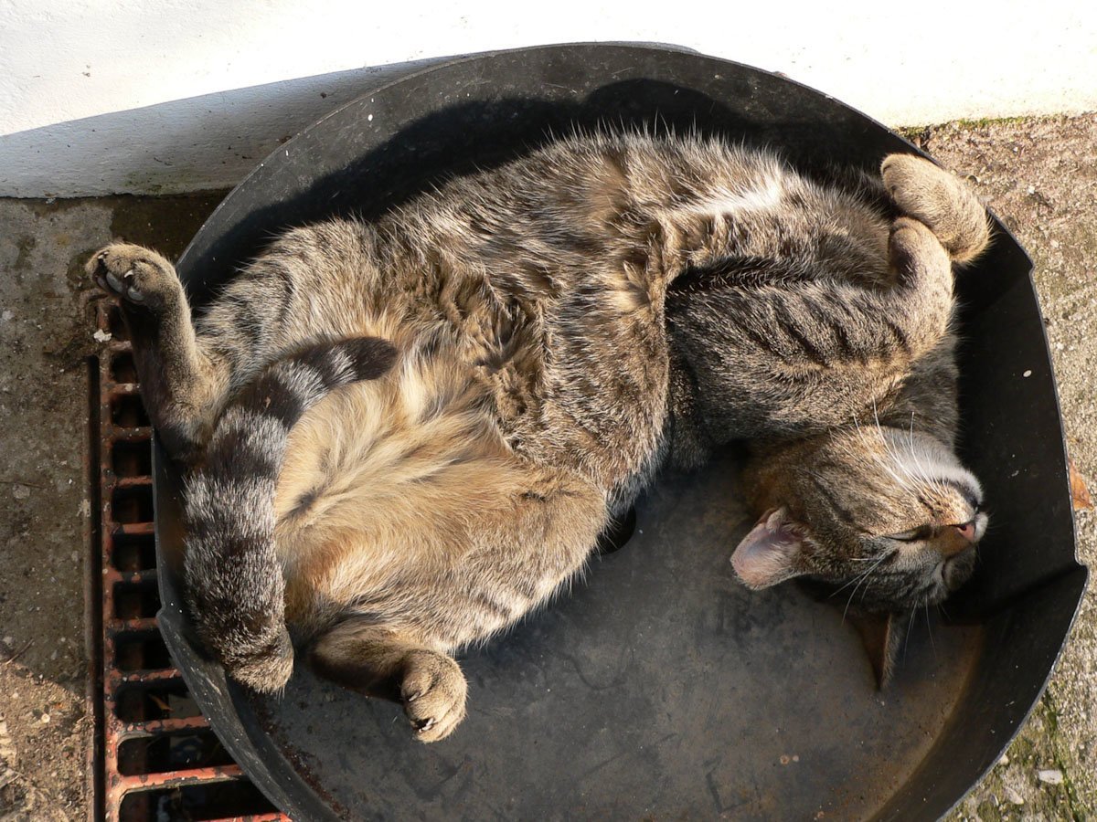 Покажи где спать. Кошка спит. Смешные позы кошек. Коты в необычных позах. Странные позы котов.