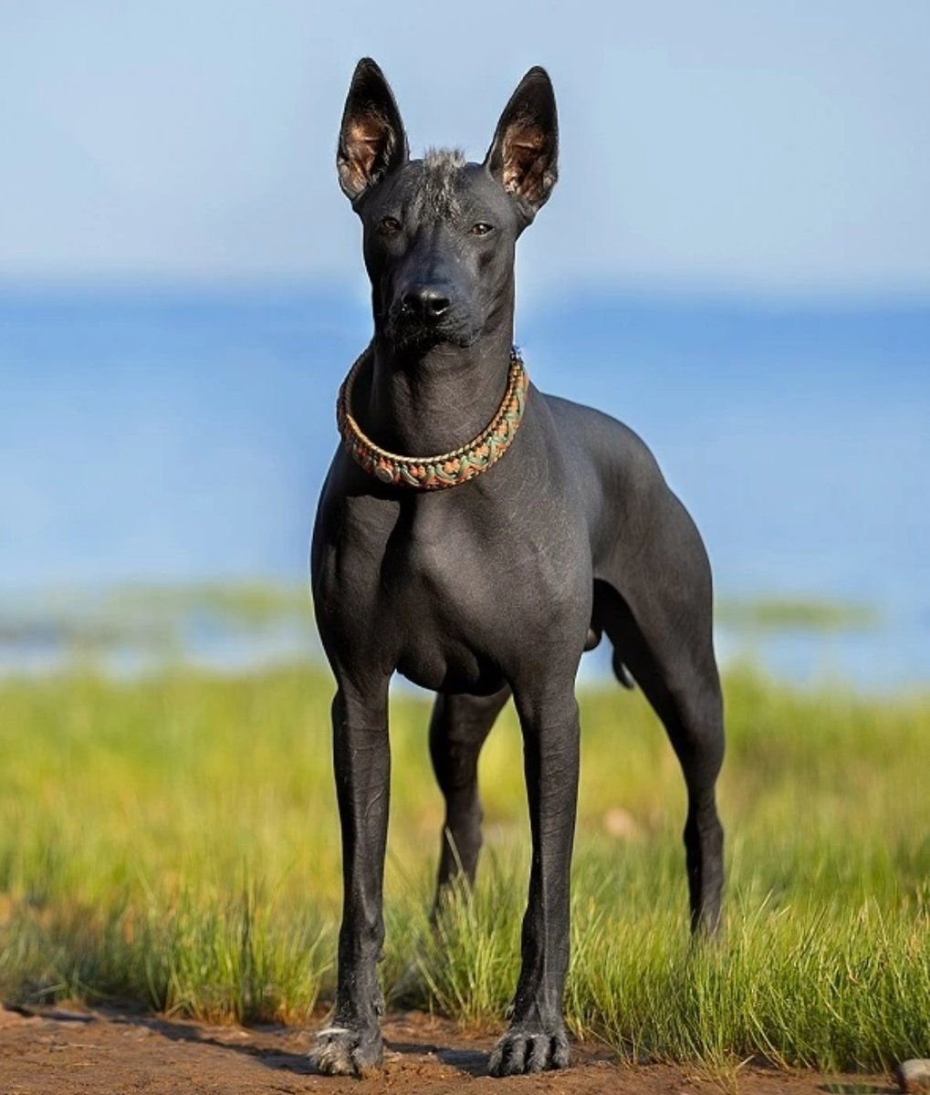 Египетская Собака Серая
