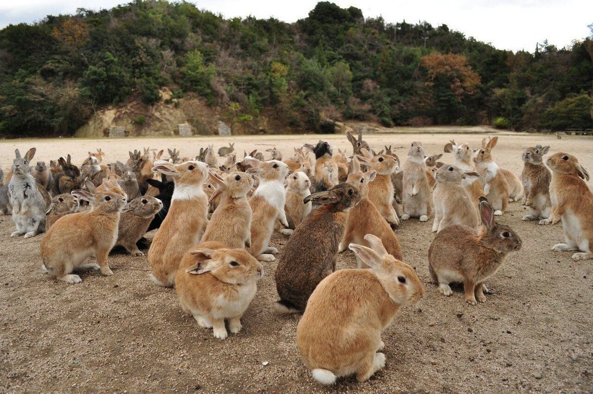 Каких животных завезли в австралию. Окуносима кроличий остров в Японии. Остров кроликов Окуносима. Остров кроликов в Японии. Окуносима кроличья деревня.