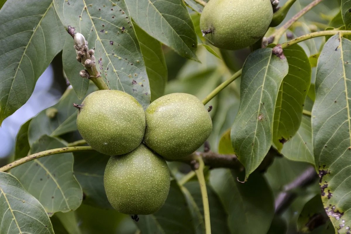 Дерево грецкого ореха. Орех грецкий (Juglans Regia). Марсониоз грецкого ореха. Плоды грецкого ореха на дереве. Juglans Regia дерево.